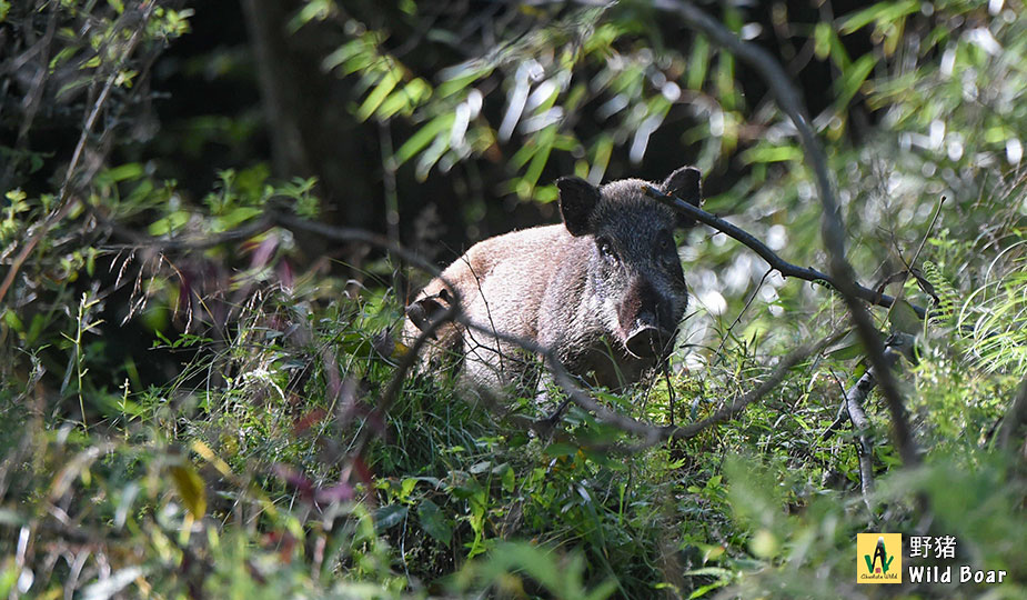 野猪-英文名-Wild-Boar-学名-Sus-scrofa