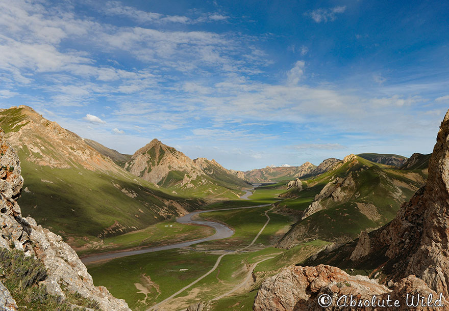 Snow-Leopard-habitat.jpg