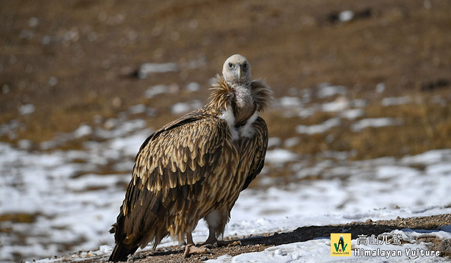 Himalayan-Vulture-高山兀鹫