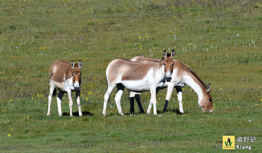 Kiang-藏野驴