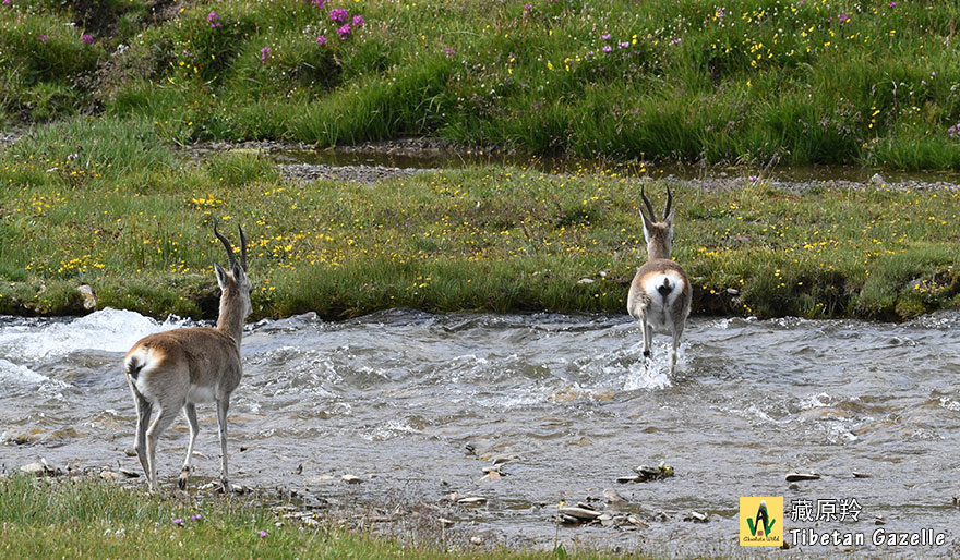 Tibetan-Gazelle-藏原羚