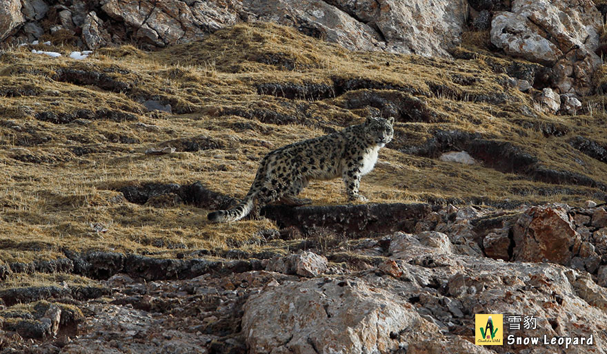 Snow-Leopard-雪豹