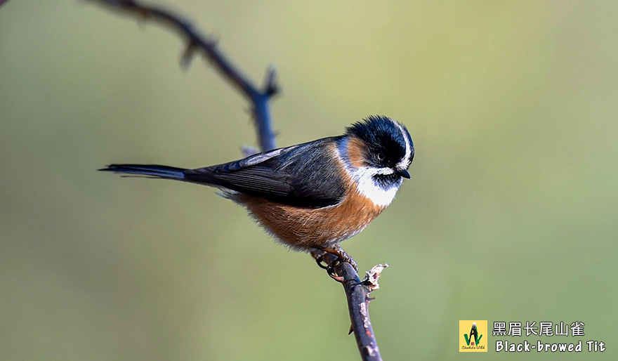 黑眉长尾山雀--Black-browed-Tit-