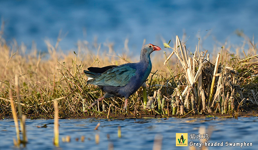 紫水鸡-Grey-headed-Swamphen