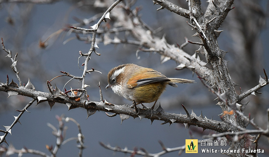 白眉雀鹛-White-browed-Fulvetta