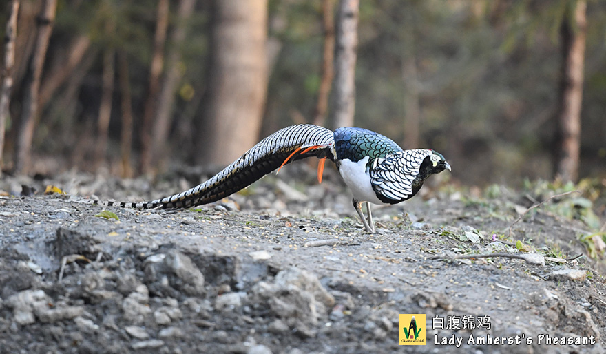 白腹锦鸡--Lady-Amhersts-Pheasant