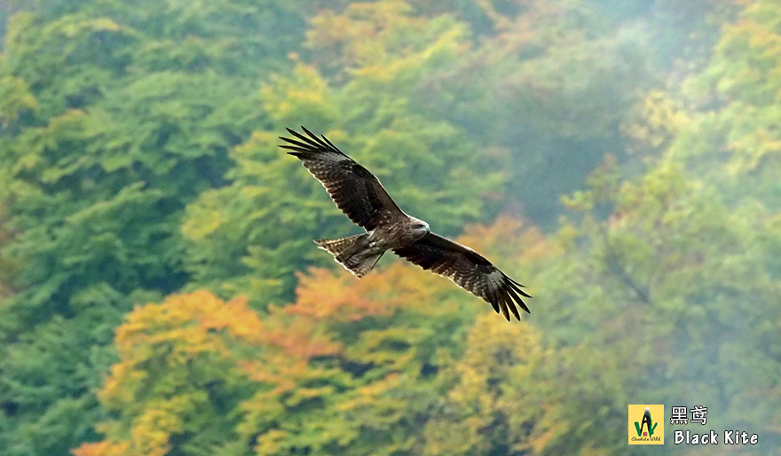 黑鸢-Black-Kite