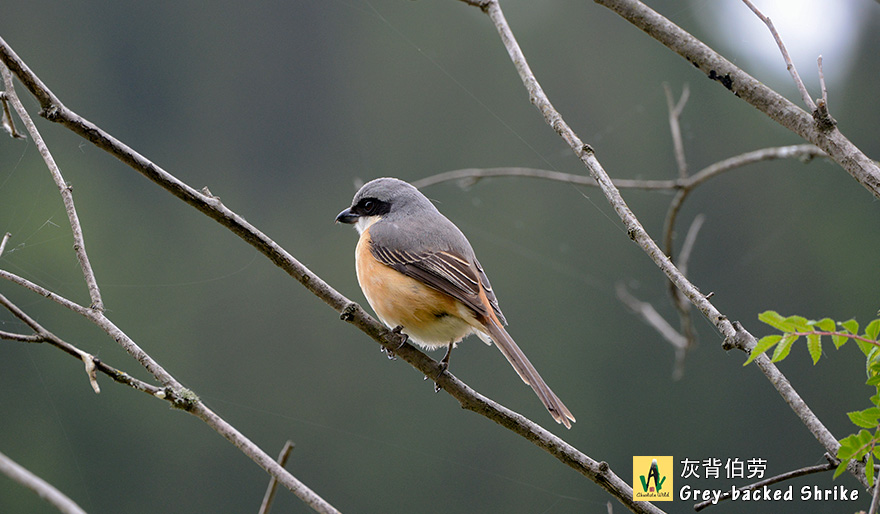 灰背伯劳-英文名-Grey-backed-Shrike-