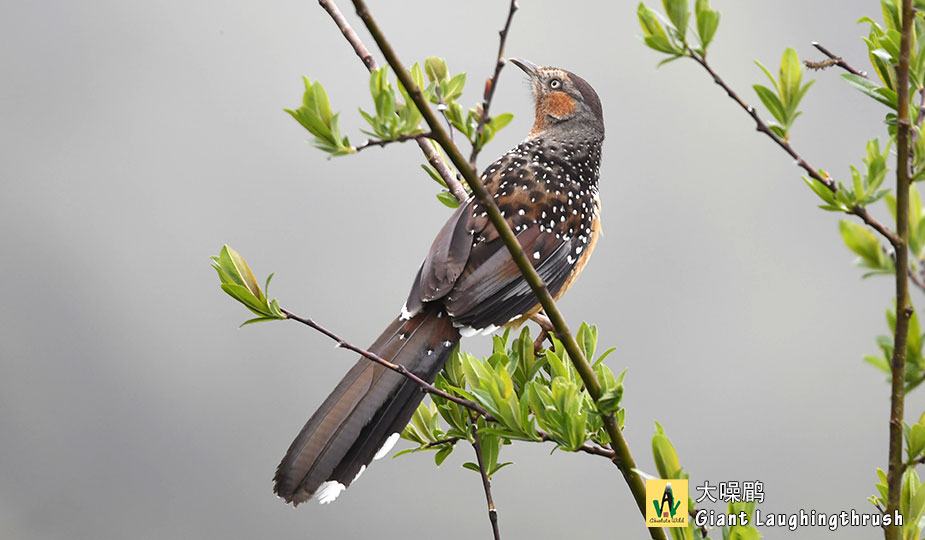 大噪鹛Giant-Laughingthrush