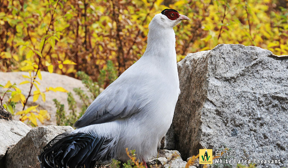 白马鸡-英文名White-Eared-Pheasant