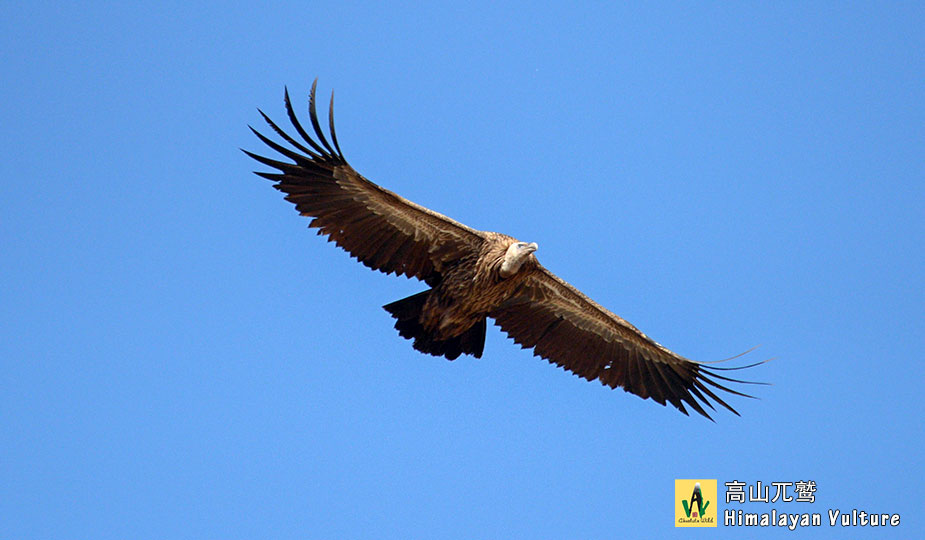 高山兀鹫-Himalayan-Vulture