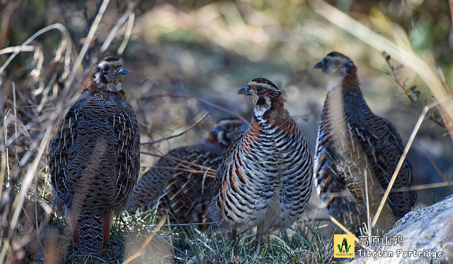 高原山鹑-Tibetan-Partridge