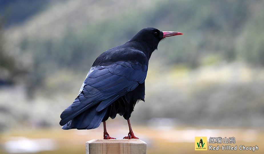 Red-billed-Chough-红嘴山鸦-(35)