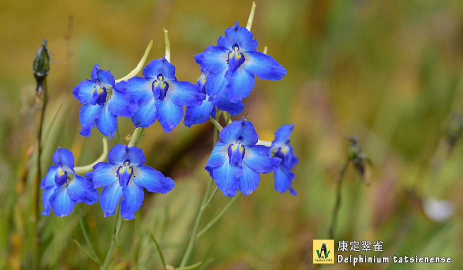 康定翠雀花Delphinium-tatsienense