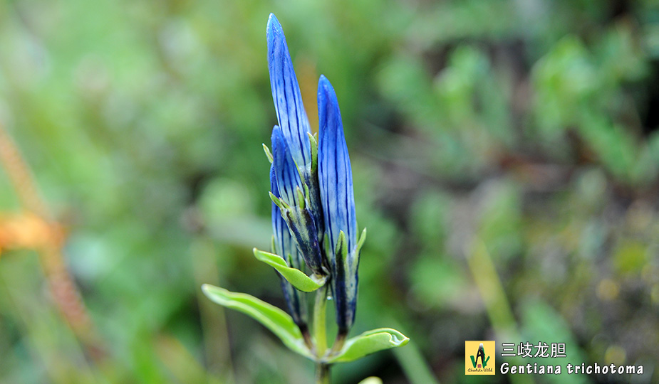 三歧龙胆--Gentiana-trichotoma