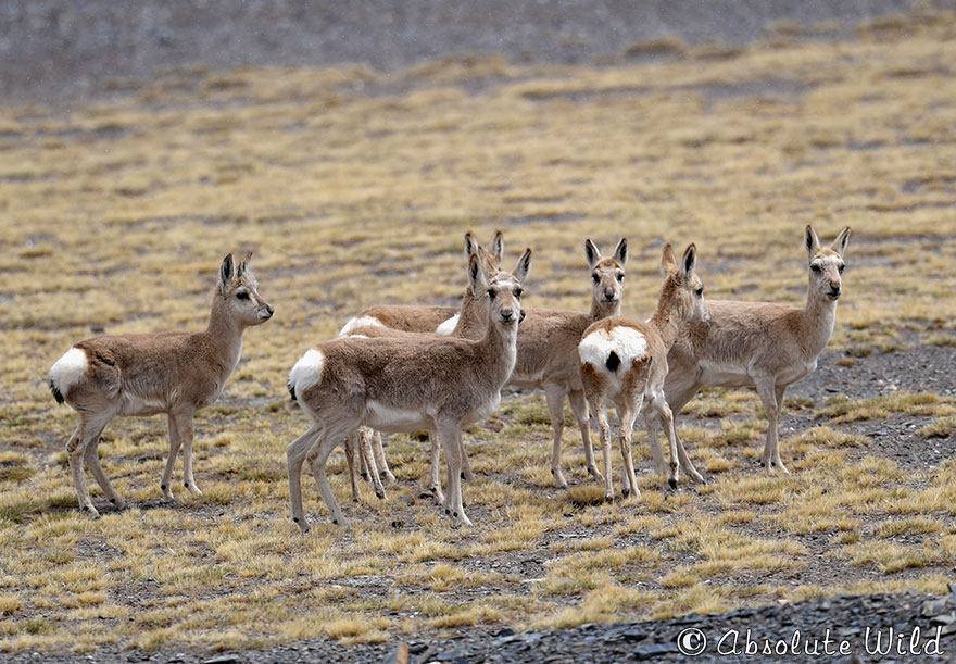 Tibetan-Gazelle-藏原羚.jpg