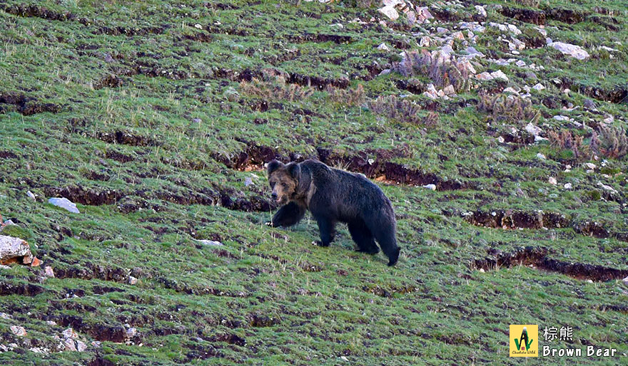 Brown-Bear-棕熊