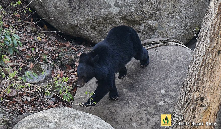 Asiatic-Black-Bear黑熊