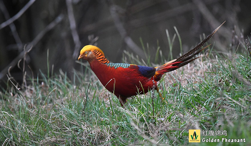Golden-Pheasant-红腹锦鸡