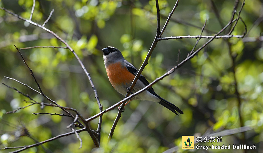 灰头灰雀-Grey-headed-Bullfinch