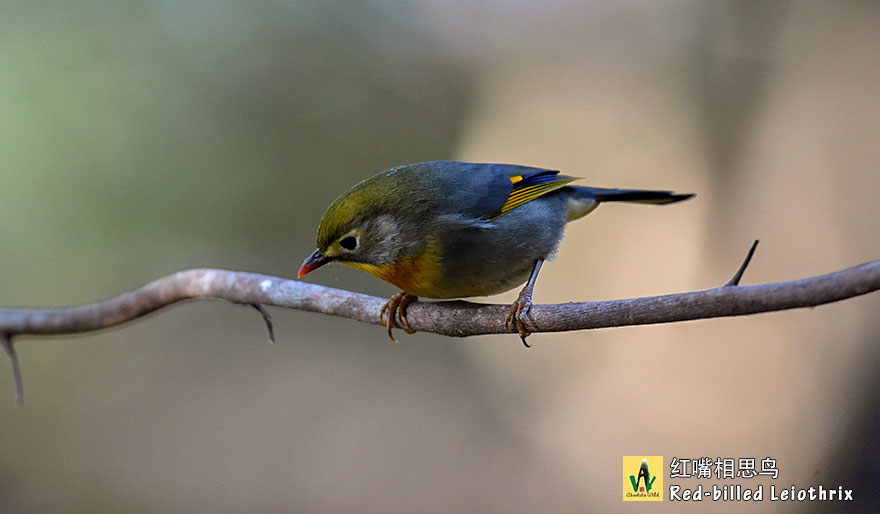 红嘴相思鸟-Red-billed-Leiothrix