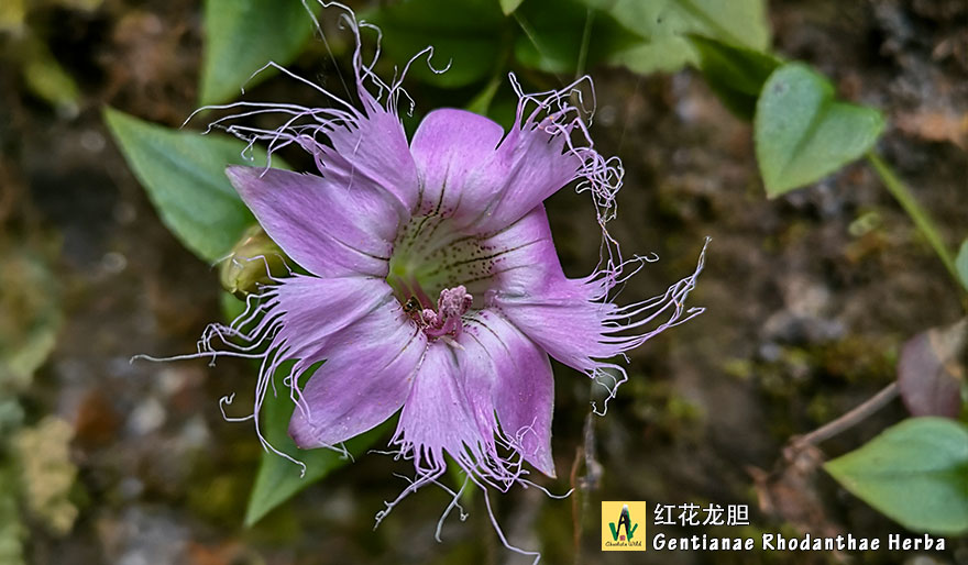 红花龙胆-Gentianae-Rhodanthae-Herba
