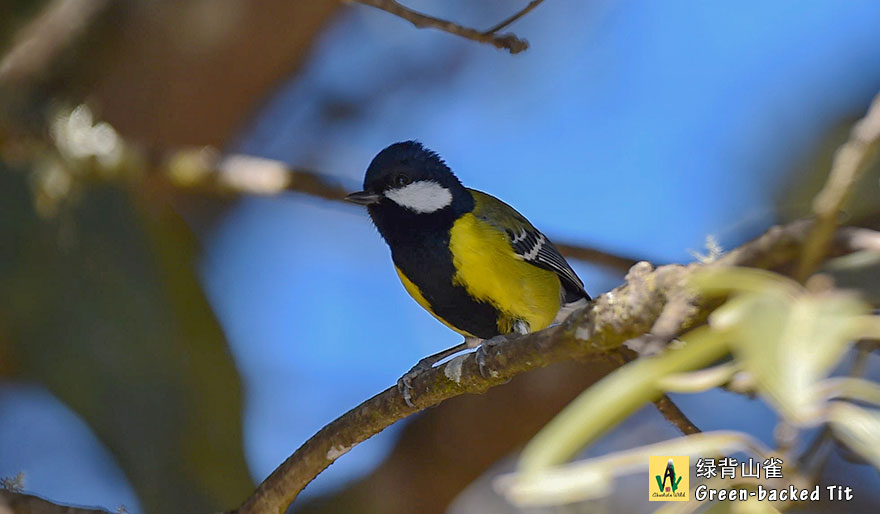 绿背山雀-Green-backed-Tit-