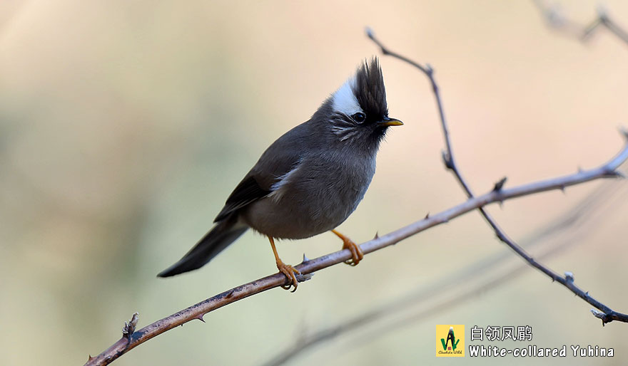 白领凤鹛-White-collared-Yuhina