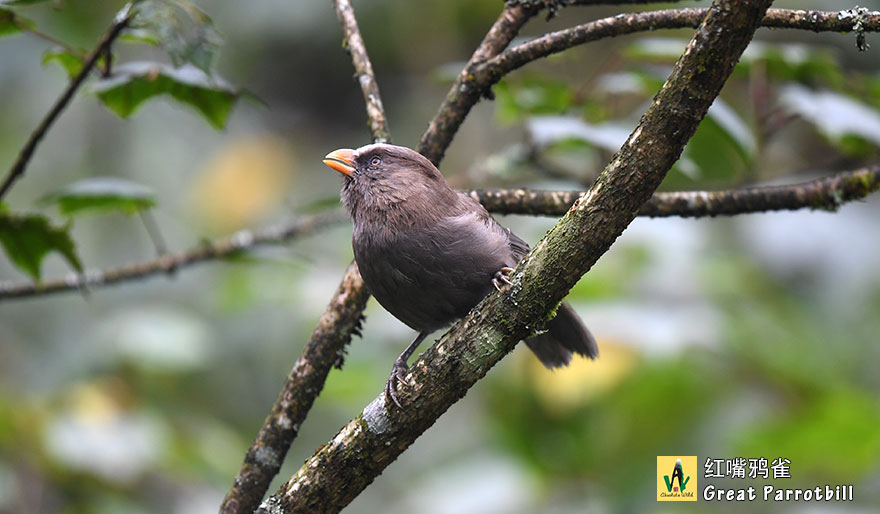 红嘴鸦雀-Great-Parrotbill-