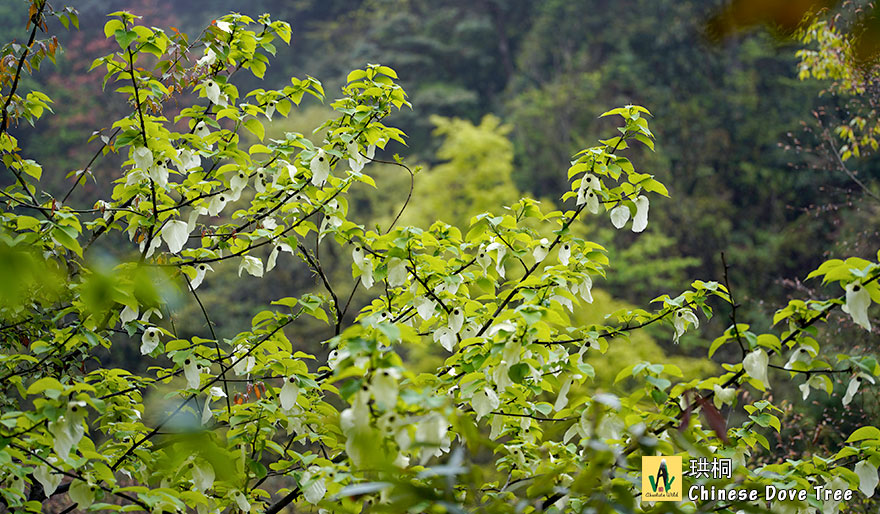 珙桐-Chinese-Dove-Tree