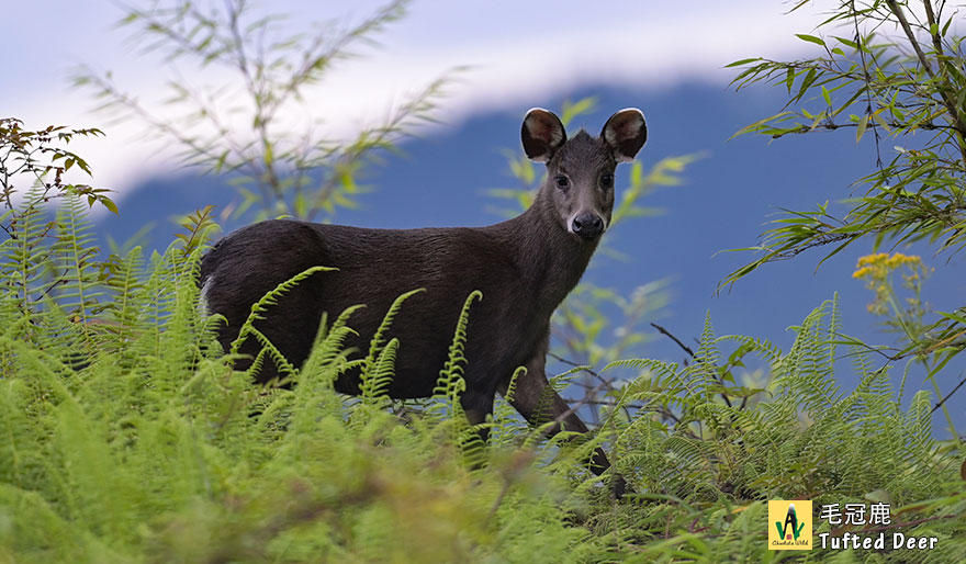 毛冠鹿-Tufted-Deer