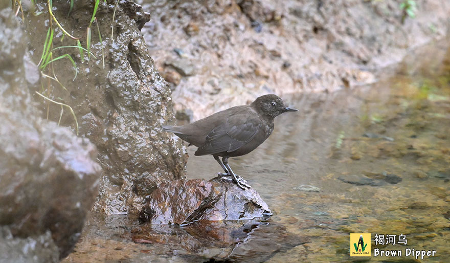 褐河乌-Brown-Dipper