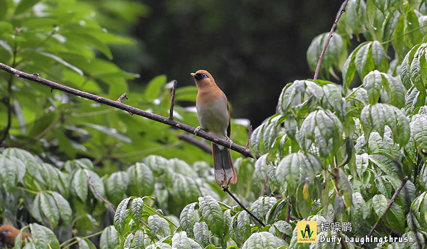 棕噪鹛-Buffy-Laughingthrush