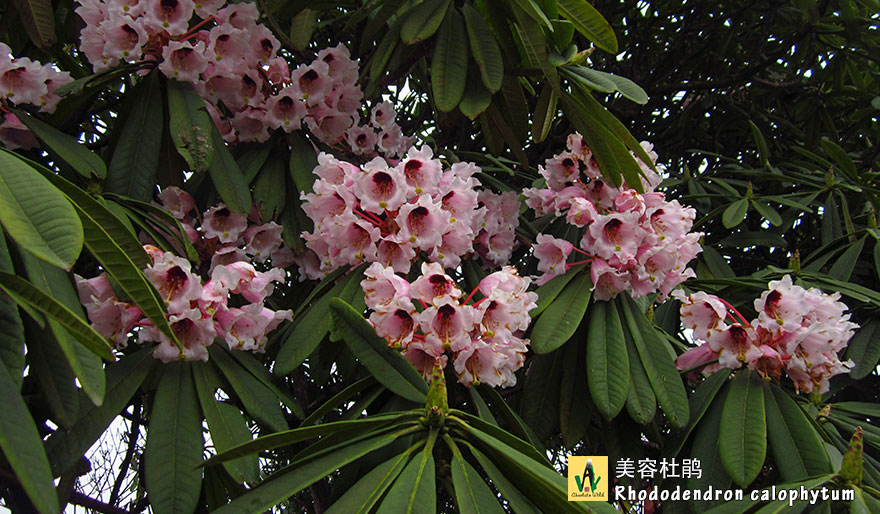 美容杜鹃-Rhododendron-calophytum