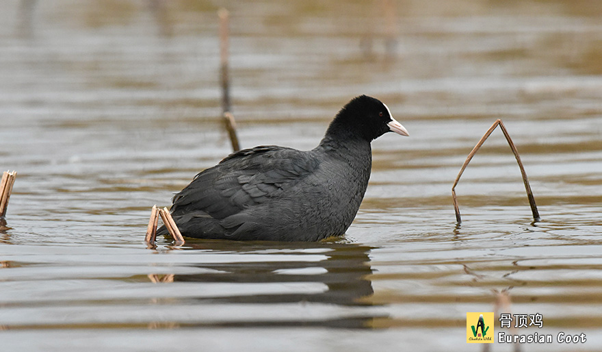 骨顶鸡-Eurasian-Coot