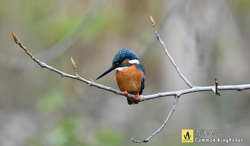 普通翠鸟-Common-Kingfisher