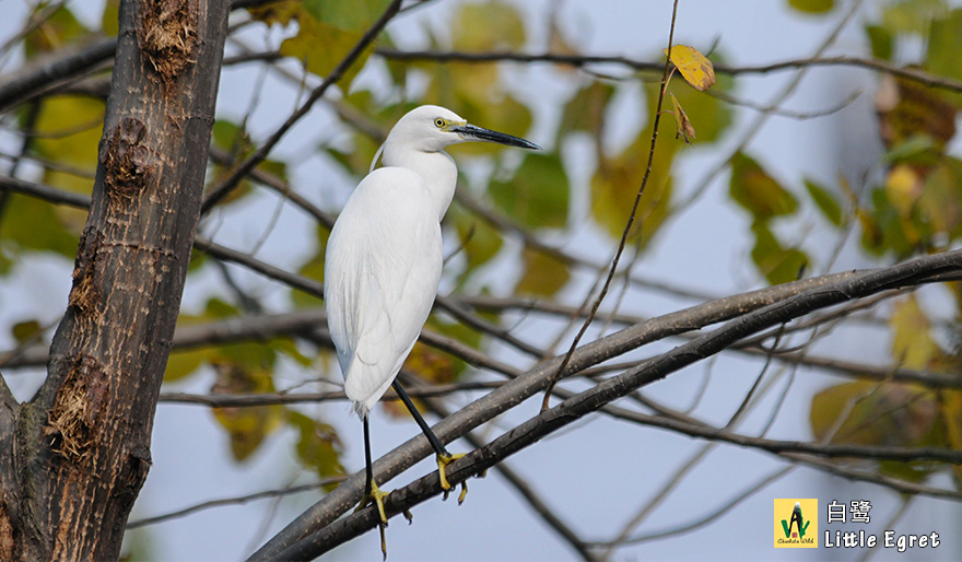 白鹭Little-Egret-