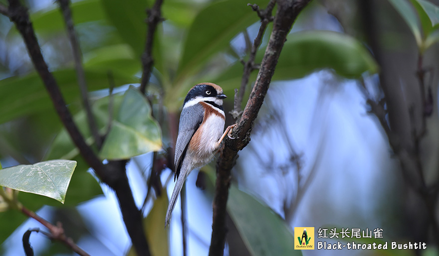 红头长尾山雀-Black-throated-Bushtit