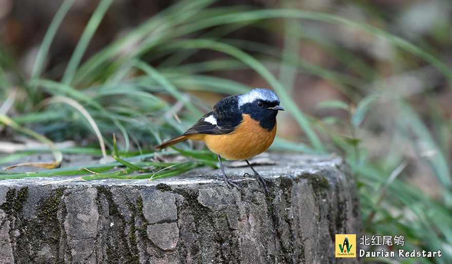 北红尾鸲-Daurian-Redstart