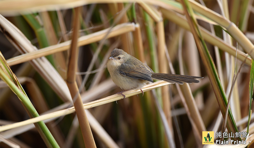 纯色山鹪莺-Plain-Prinia