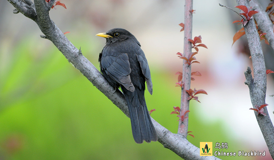 乌鸫-Chinese-Blackbird