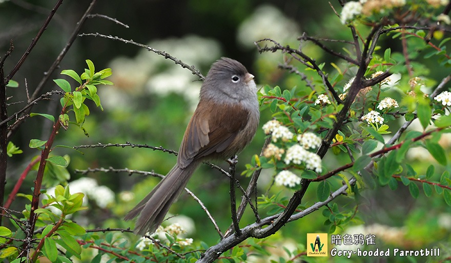 暗色鸦雀-Gery-hooded-Parrotbill