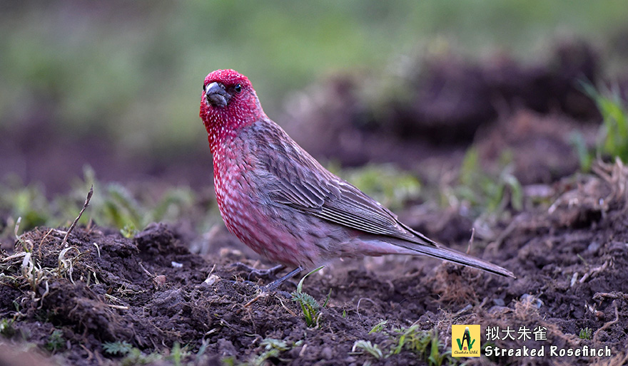 拟大朱雀-Streaked-Rosefinch-