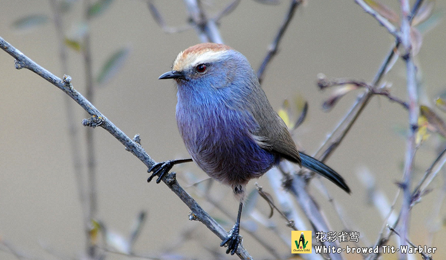 花彩雀莺White-browed-Tit-Warbler-