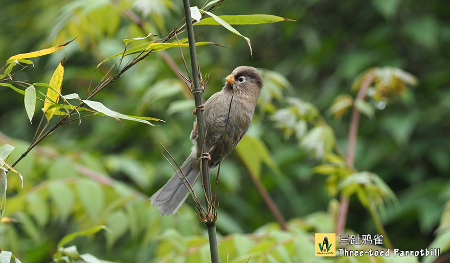 三趾鸦雀Three-toed-Parrotbill