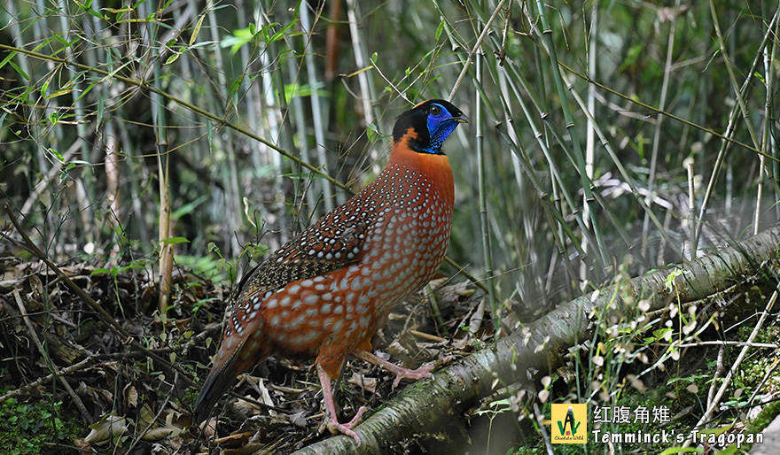 红腹角雉-Temmincks-Tragopan