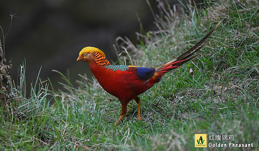 红腹锦鸡-Golden-Pheasant