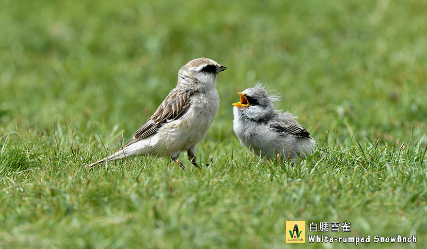 白腰雪雀-White-rumped-Snowfinch