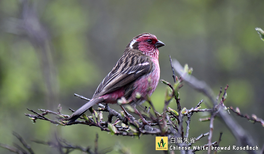 白眉朱雀-Chinese-White-browed-Rosefinch