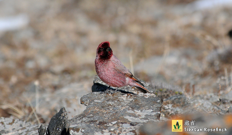 藏雀Tibetan-Rosefinch-